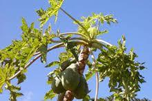 Papaya with ringspot virus